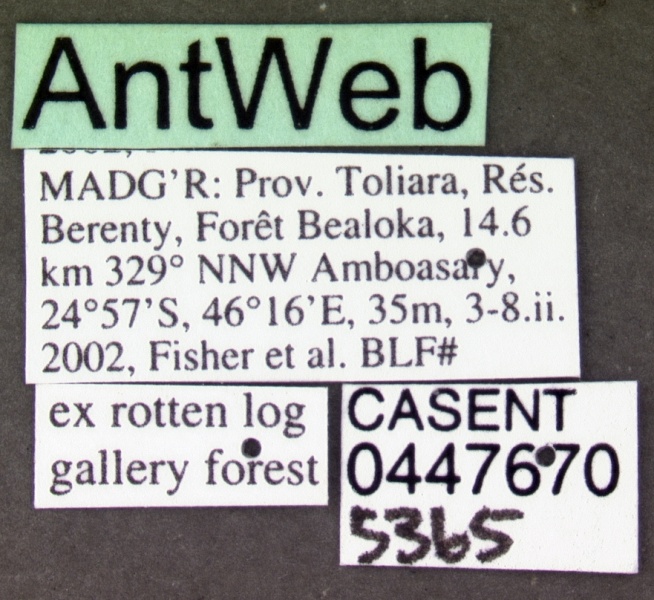 File:Anochetus madagascarensis casent0447670 label 1.jpg