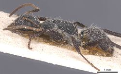 Camponotus haereticus casent0911839 p 1 high.jpg
