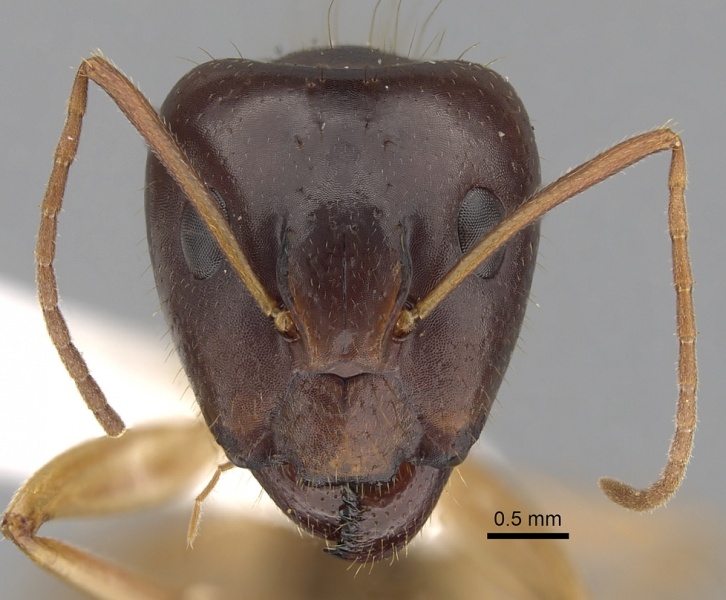 File:Camponotus humilior casent0280223 h 1 high.jpg