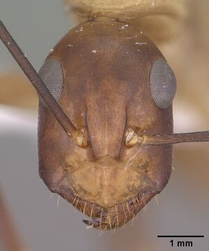 Camponotus ocreatus casent0102778 head 1.jpg