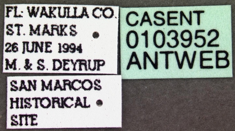 File:Hypoponera opacior casent0103952 label 1.jpg