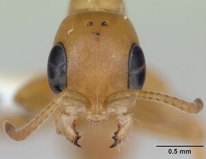 Pseudomyrmex pallens lacm ent 142469 head 1.jpg