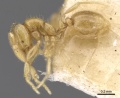 Solenopsis pollux casent0902345 p 1 high.jpg