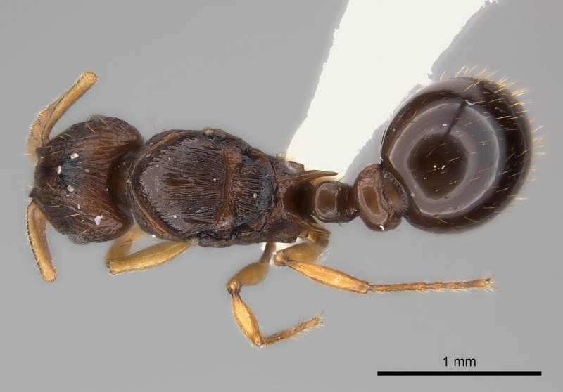 File:Tetramorium vohitra casent0192256 d 1 high.jpg