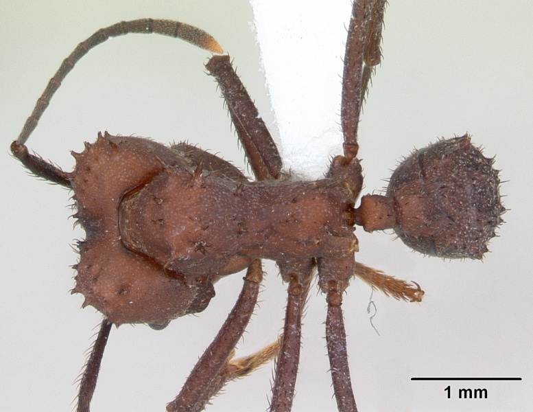 File:Acromyrmex nigrosetosus casent0173801 dorsal 1.jpg