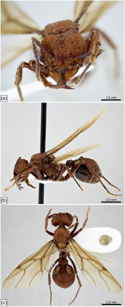 File:Amoimyrmex F16.jpg