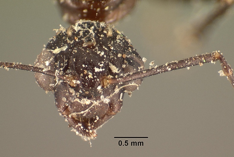 File:Camponotus ethicus casent0101177 head 1.jpg