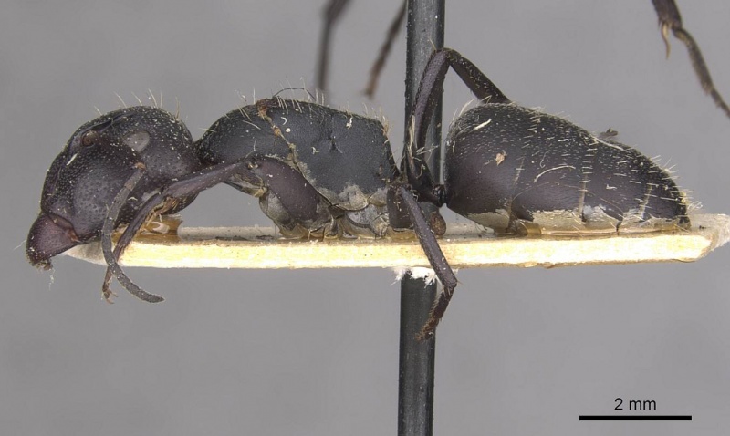 File:Camponotus foraminosus casent0910473 p 1 high.jpg