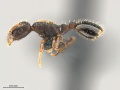 Leptothorax-crassipilis-MCZ001L.jpg