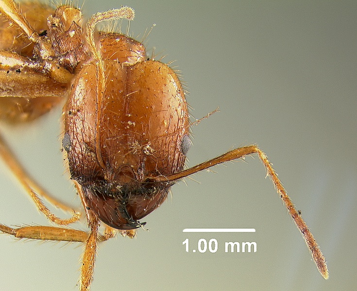 File:MCZ-ENT00009101 Pheidole wallacei hef.jpg