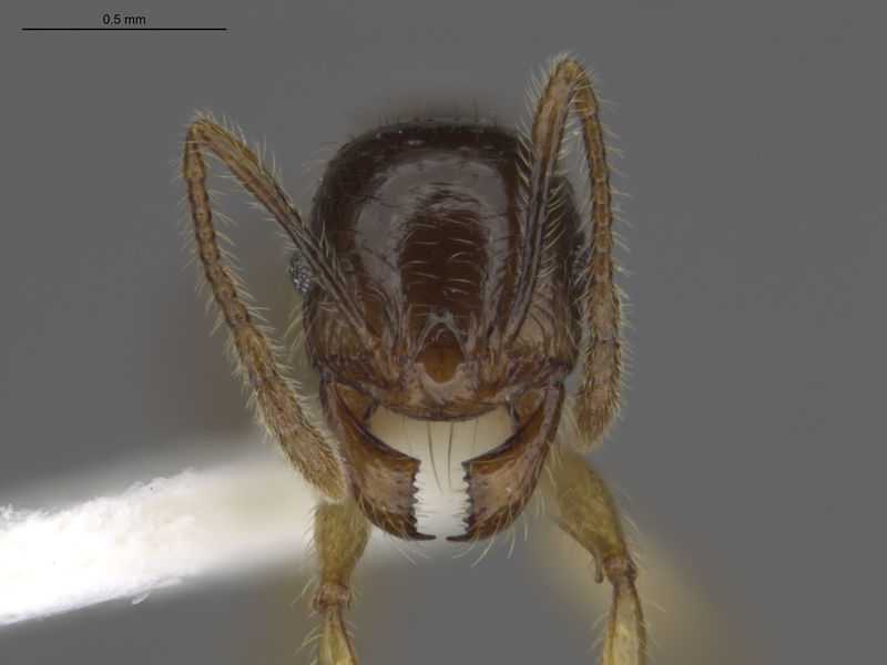 File:MCZ-ENT00595355 Pheidole hispaniolae hef.jpg