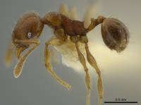 Pheidole bidens casent0625440 p 1 high.jpg