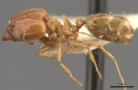 Pheidole lamellinoda casent0907920 p 1 high.jpg