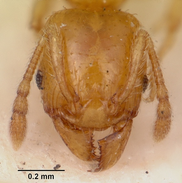 File:Pheidole lamia casent0104698 head 1.jpg