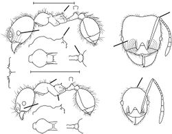 Pheidole tenuis Wilson 2003.jpg