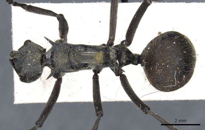 File:Polyrhachis laboriosa casent0903454 d 1 high.jpg