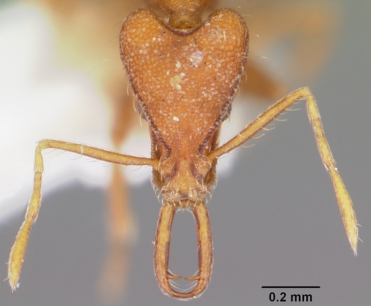 File:Strumigenys asrochia casent0102633 head 1.jpg