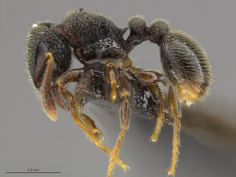 File:Tetramorium nsp 1 gabousense group MOZ hal.jpg