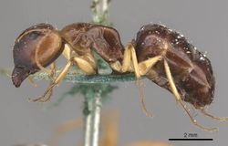 Camponotus marcens casent0910373 p 1 high.jpg