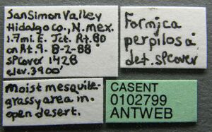 Formica perpilosa casent0102799 label 1.jpg