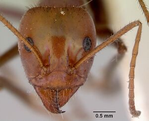 Iridomyrmex galbanus casent0172038 head 1.jpg