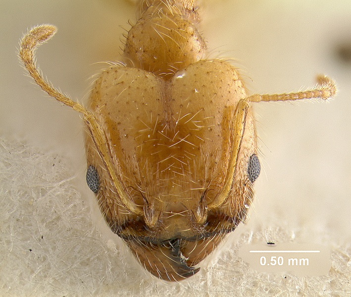 File:MCZ-ENT00020706 Pheidole morrisi-hef.jpg