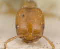 Monomorium destructor casent0008623 head 1.jpg