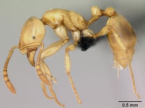 Monomorium fisheri casent0430841 profile 1.jpg