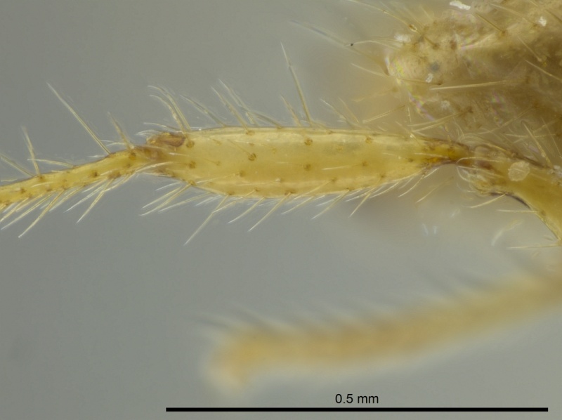 File:Pheidole crinita jtlc000016352 p 4 high.jpg