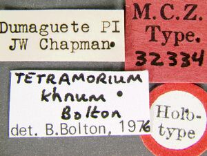 Tetramorium-khnumLabel.jpg