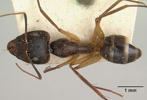 Camponotus hova becki casent0101777 dorsal 1.jpg