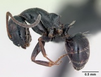 Camponotus piceus casent0173136 profile 1.jpg