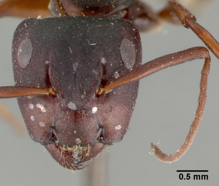 File:Camponotus planus castype00459 head 1.jpg