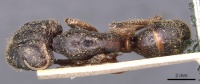 Camponotus rufifemur casent0905437 d 1 high.jpg