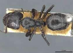 Camponotus tilhoi casent0911863 d 1 high.jpg