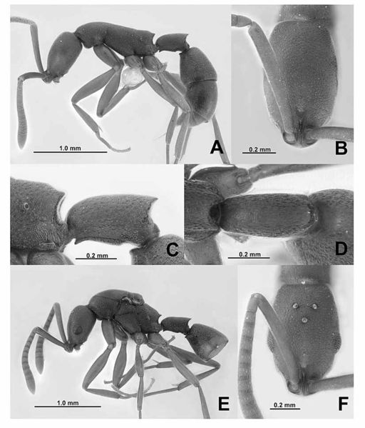 File:EYY Probolomyrmex 02.jpg