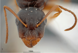 Fig. 7, Karaman et al. 2017, C. praegracilis, queen, head in full face view.png