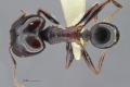 MCZ ENT Pheidole MOZ sp1 001 had 1.jpg