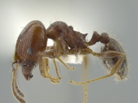 Pheidole coracina casent0627917 p 1 high.jpg