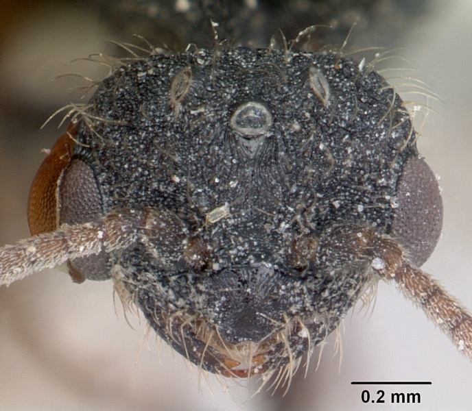 File:Solenopsis metanotalis arga casent0103209 head 1.jpg