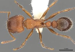 Tetramorium peringueyi casent0901179 d 1 high.jpg