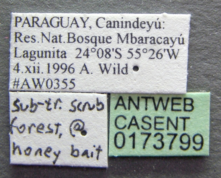 File:Acromyrmex niger casent0173799 label 1.jpg