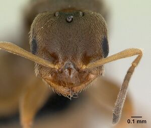 Brachymyrmex cordemoyi casent0125130 head 1.jpg