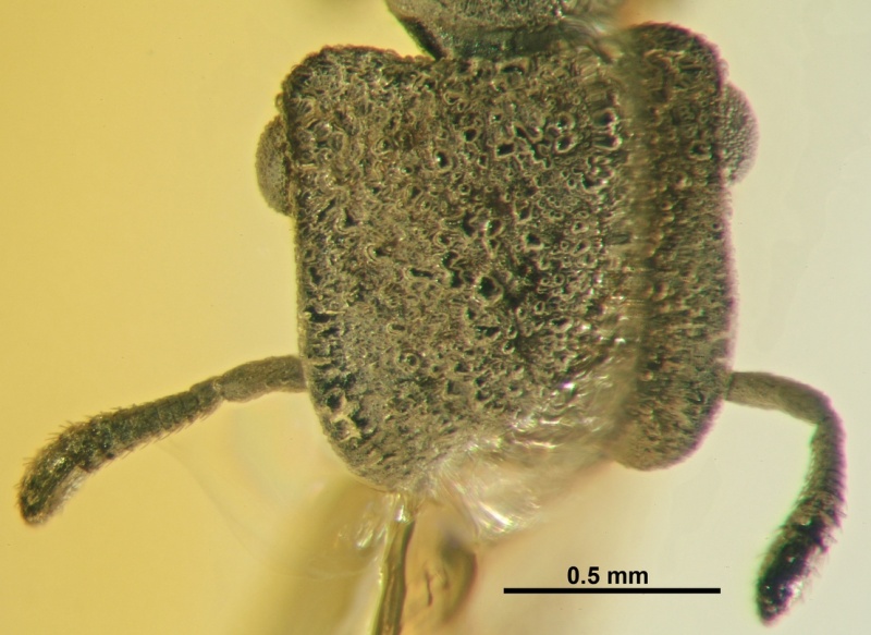 File:Cephalotes dieteri H smnsdo4162.jpg