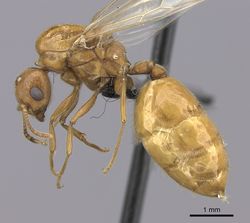 Crematogaster bara casent0064664 p 1 high.jpg