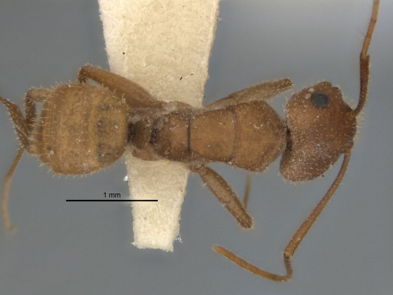 File:Melophorus fulvihirtus minor top ANIC32-900076.jpg