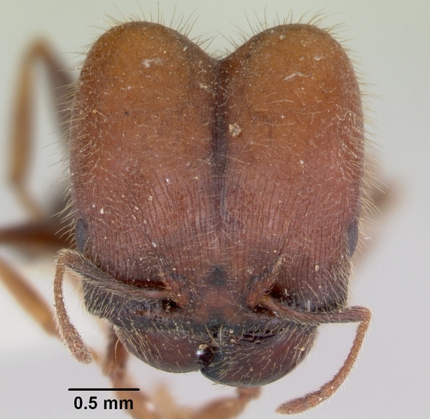 File:Pheidole macclendoni casent0103475 head 1.jpg