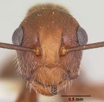 Polyrhachis hispida casent0103180 head 1.jpg