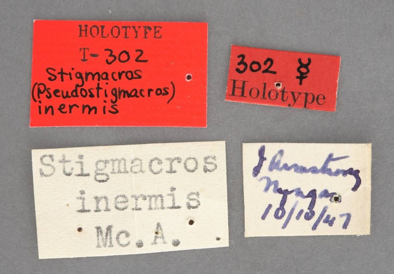 File:Stigmacros inermis antweb1008342 l 1 high.jpg