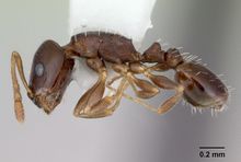 Temnothorax bristoli casent0172987 profile 1.jpg